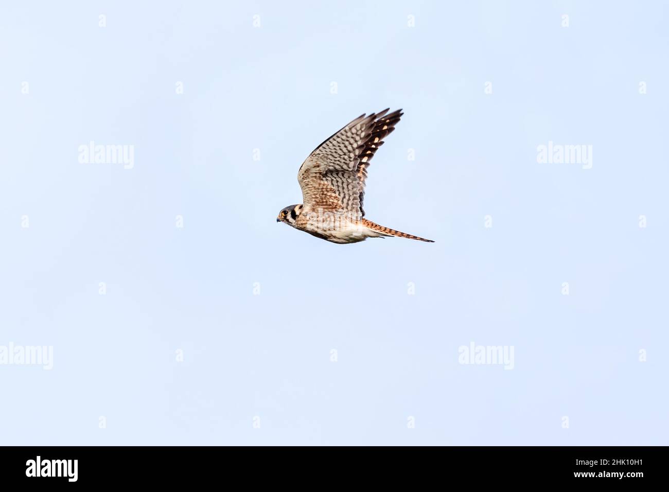 A female American Kestrel with upturned wings flying across the sky. Stock Photo