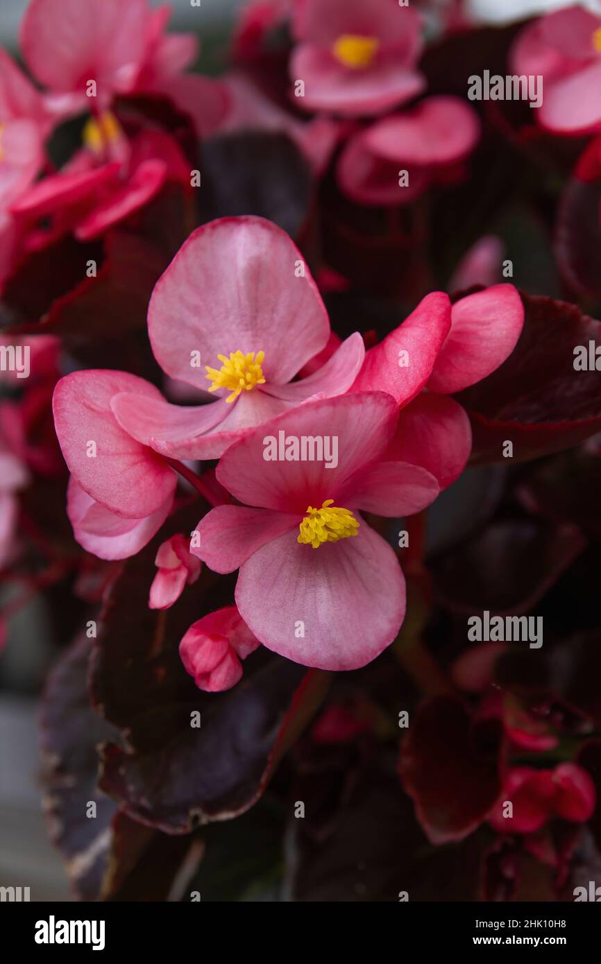 Begonia cucullata known as wax begonia pink blooming flowers Stock Photo