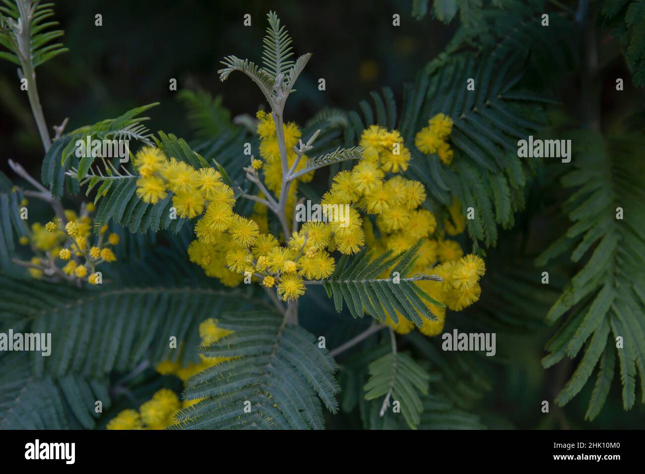 Acacia dealbata (Silver wattle) green leaf Stock Photo