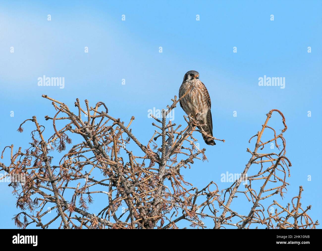 A female American Kestrel perched atop a weathered pine with a blue sky background. Stock Photo