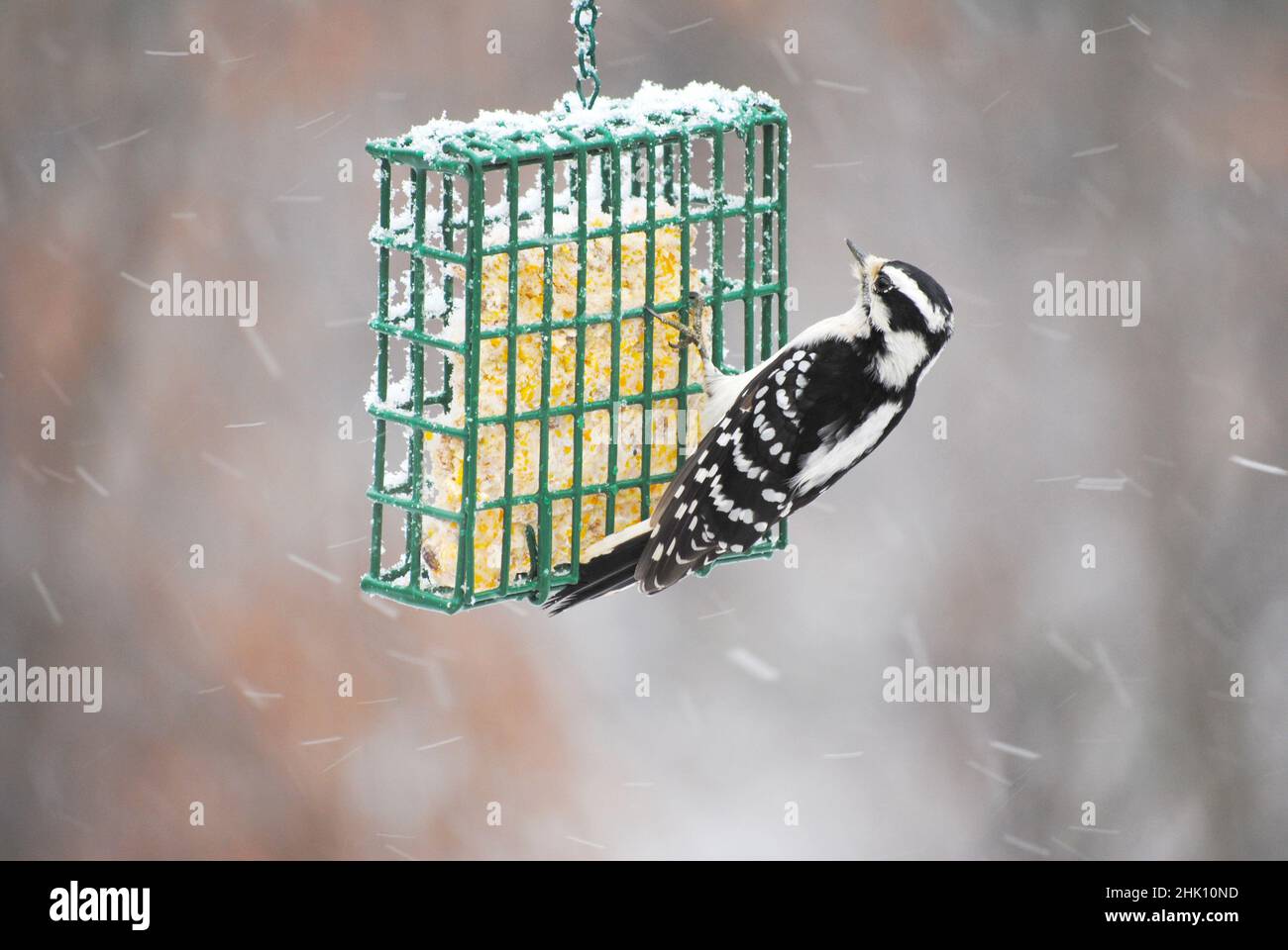 Woodpecker on a Suet Bird Feeder Stock Photo