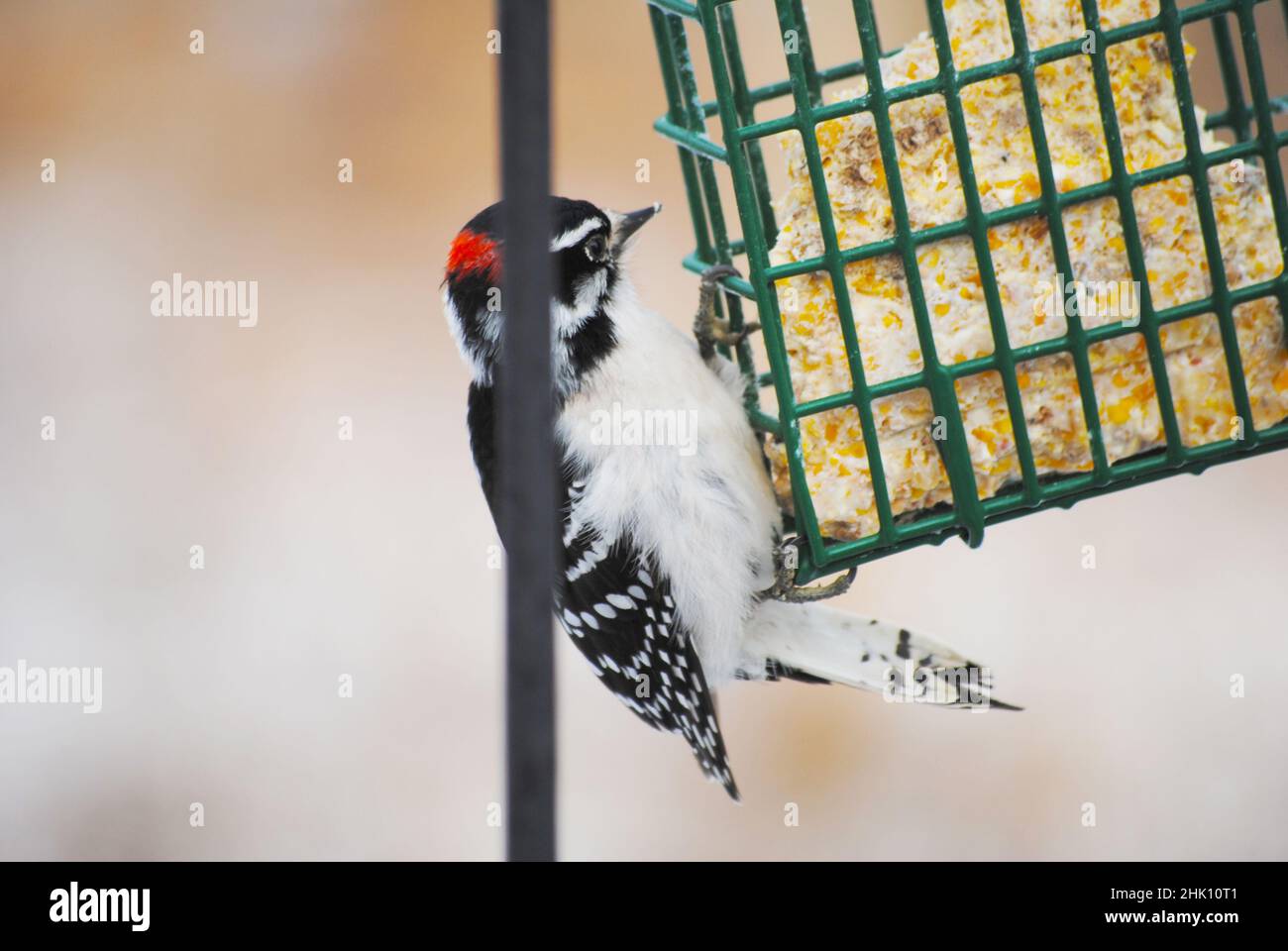 A Downy Woodpecker Feeding From the Side of a Suet Feeder Stock Photo