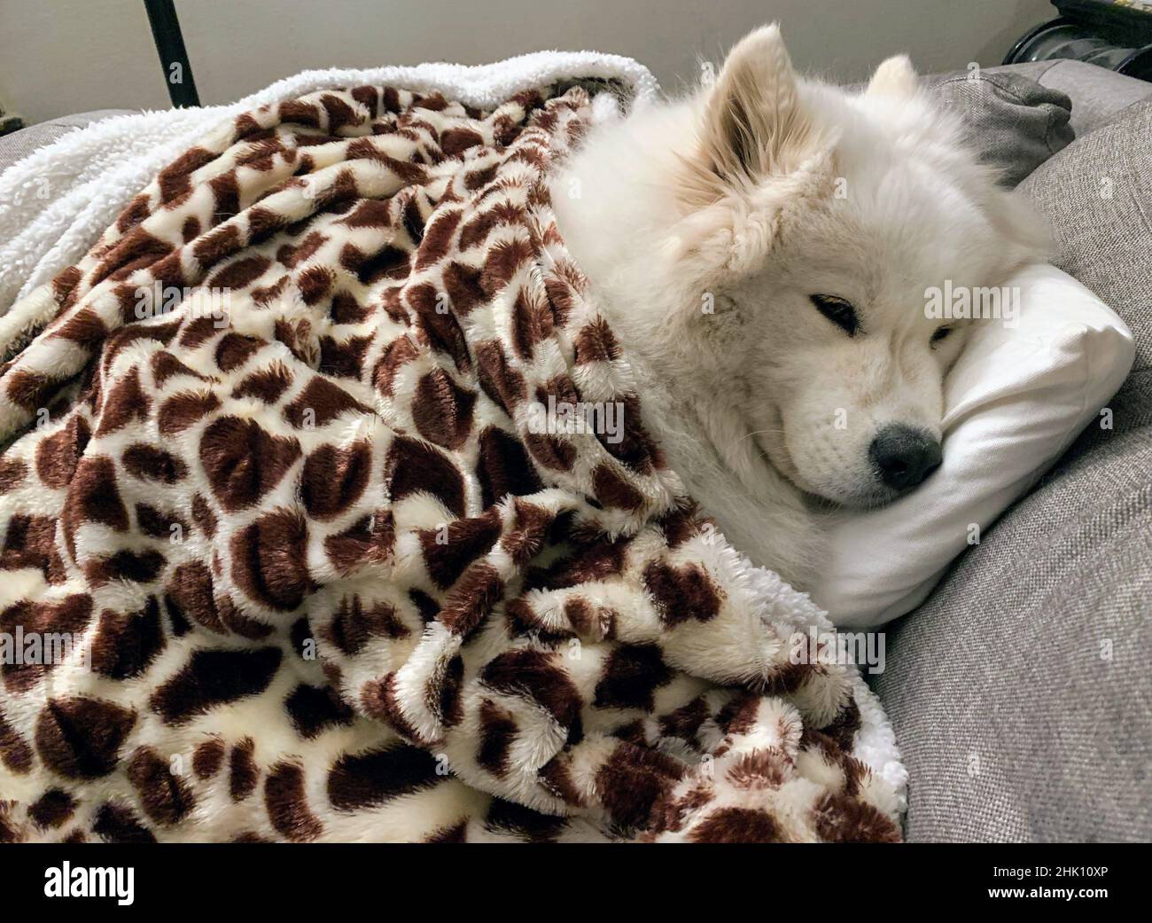 sad samoyed dog under blanket Stock Photo