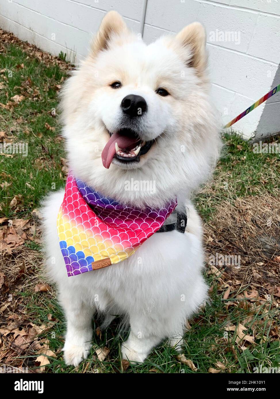 Samoyed bandana shop