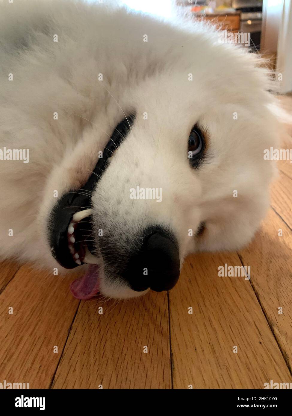 cute samoyed dog close up Stock Photo