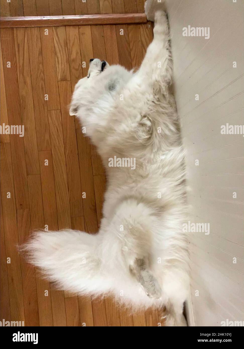 cute samoyed dog stretched out Stock Photo