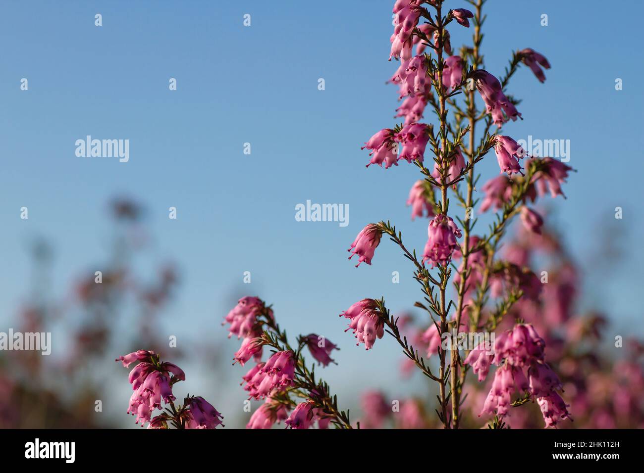Detail of irish heath - Erica Erigenea - pink flowers blooming in spring Stock Photo