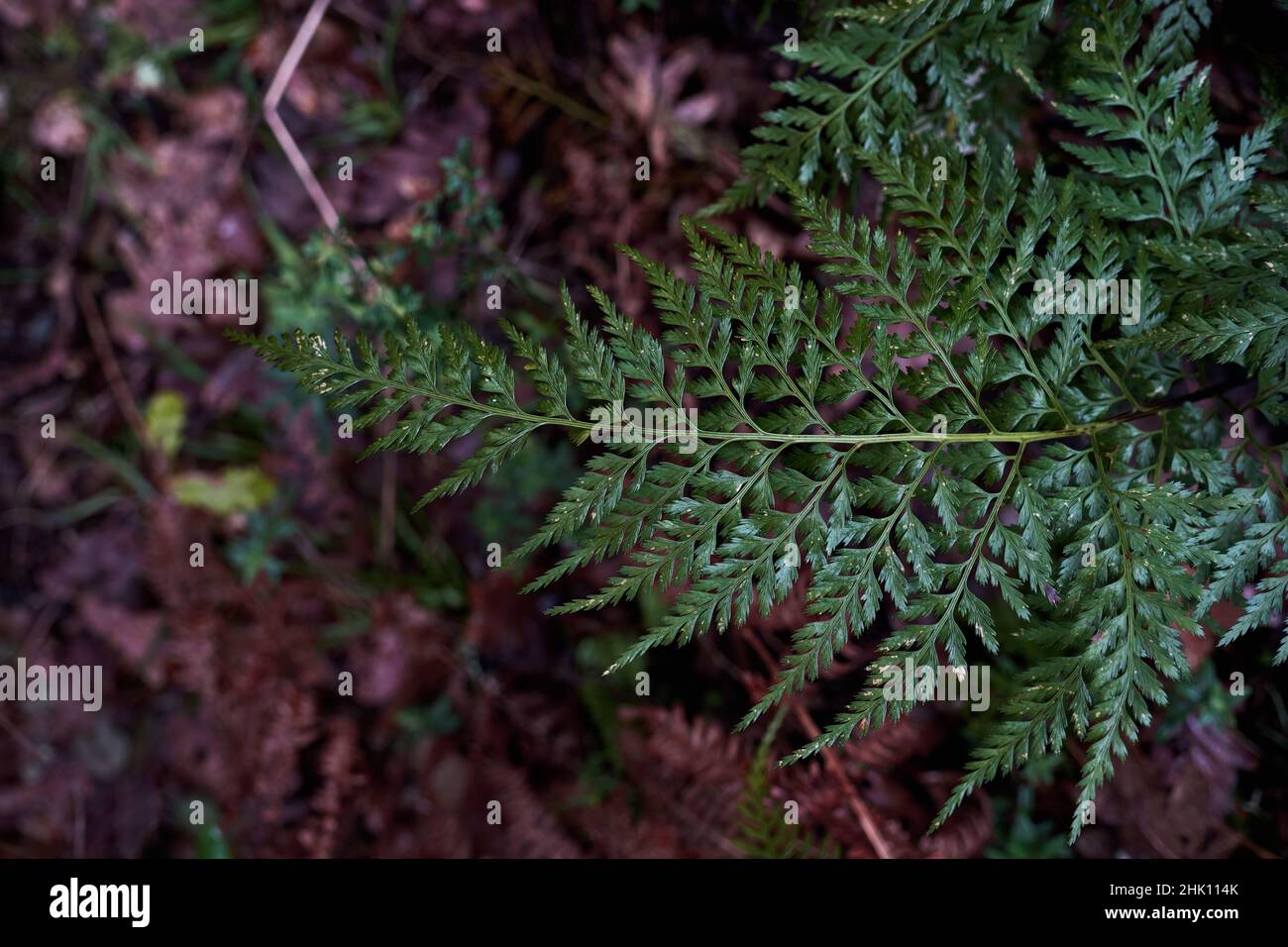 Irish spleenwort fern (Asplenium onopteris) green fronds Stock Photo