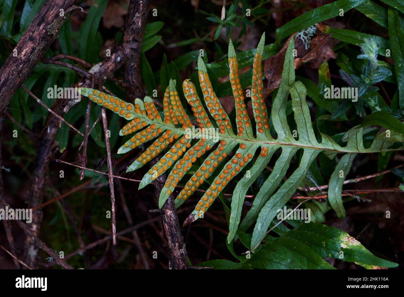Limestone polypiody (Polypodium cambricum) fern green fronds with orange sori on leaflets underside Stock Photo