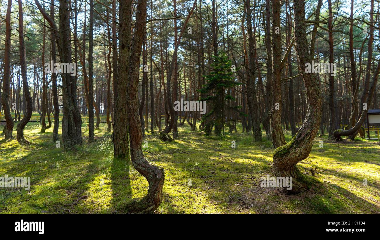 Fabulous dancing forest on green moss illuminated by rays of sunlight on the Curonian Spit, Kaliningrad region, Russia. Trunks of pine trees covered w Stock Photo