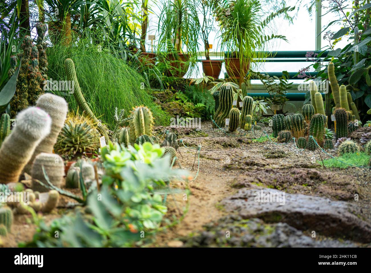 Different types of desert cacti or succulents plants in a greenhouse or ...