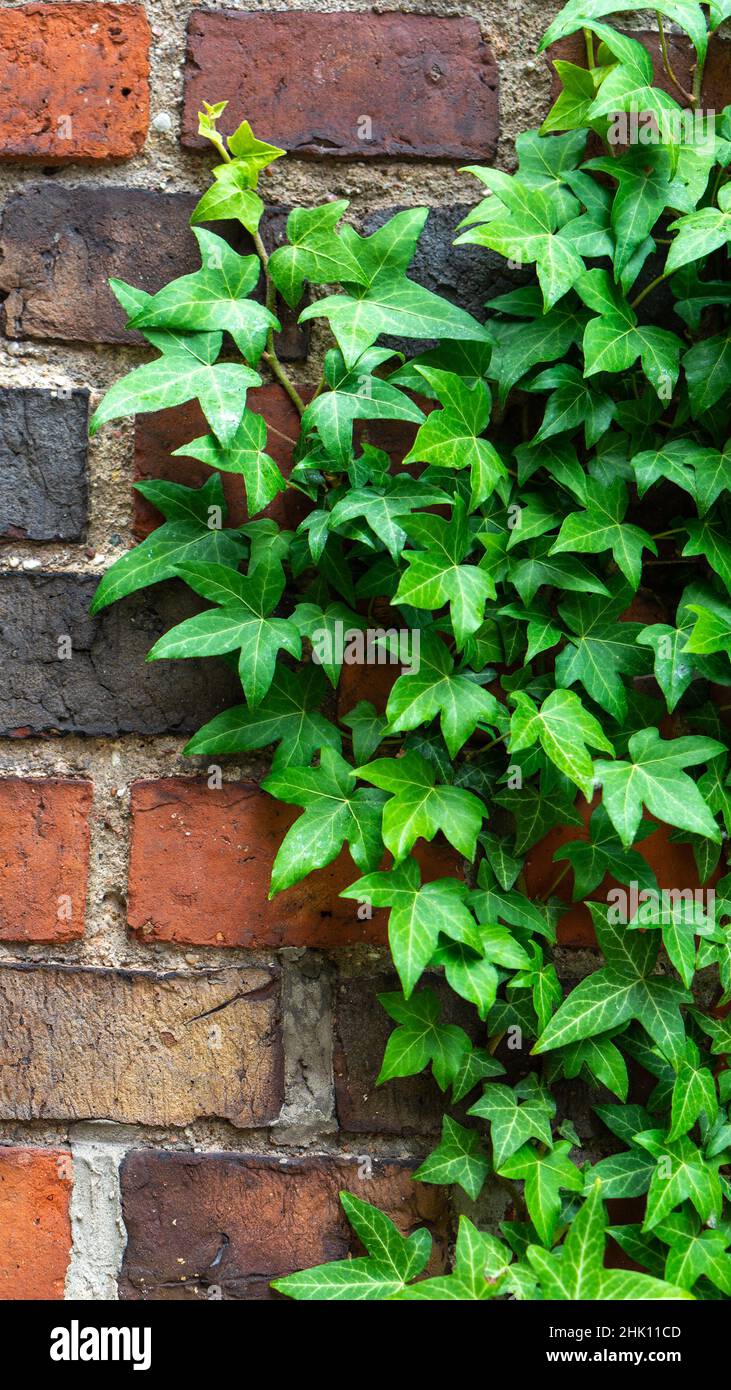 Branches of green ivy or hedera crawling along an old red brick wall background close-up. Vertical photo. Stock Photo