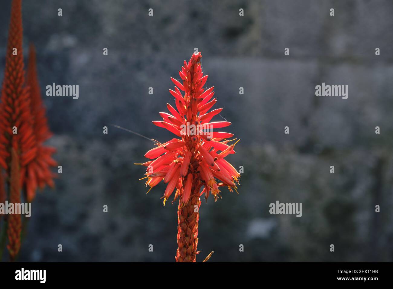 Aloe arborescens winter blooming succulent plant red flower Stock Photo