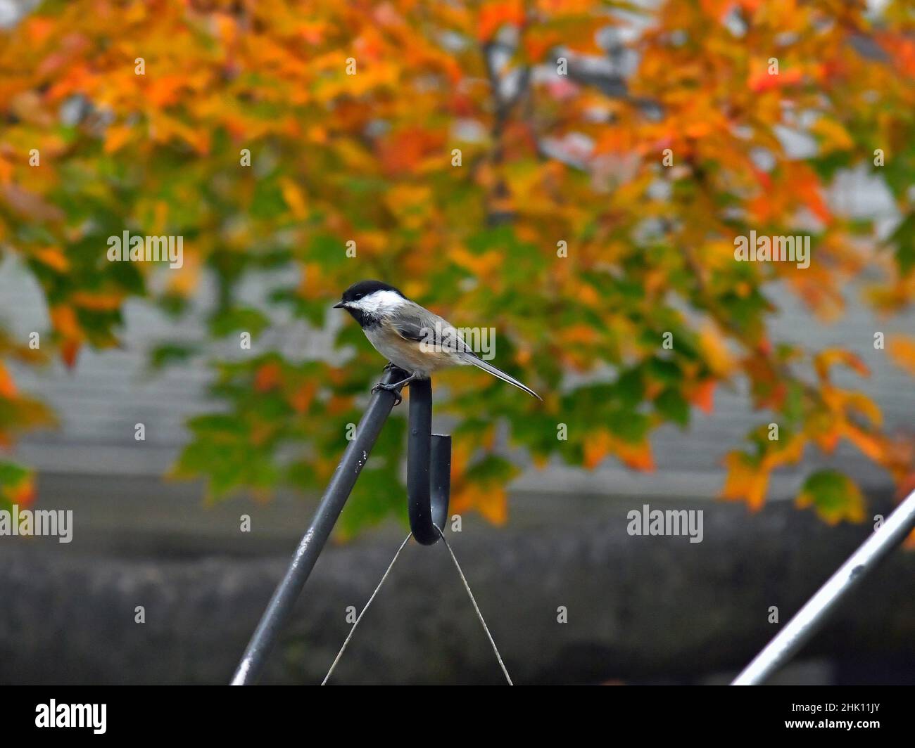 The black-capped chickadee is a small, nonmigratory, North American songbird that lives in deciduous and mixed forests. And A colorful fall background. Stock Photo