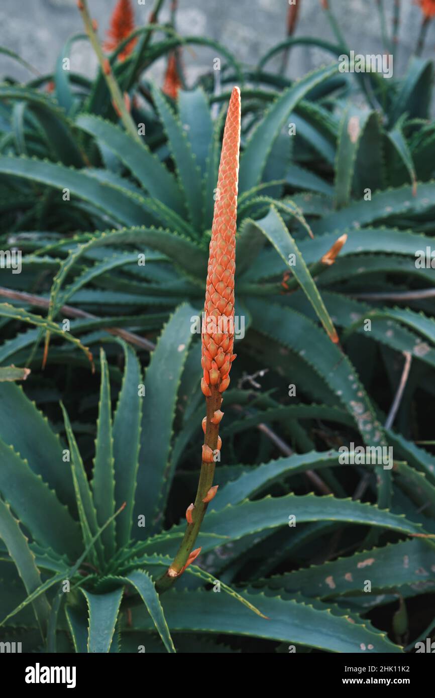 Aloe arborescens winter blooming succulent plant inflorescence Stock Photo