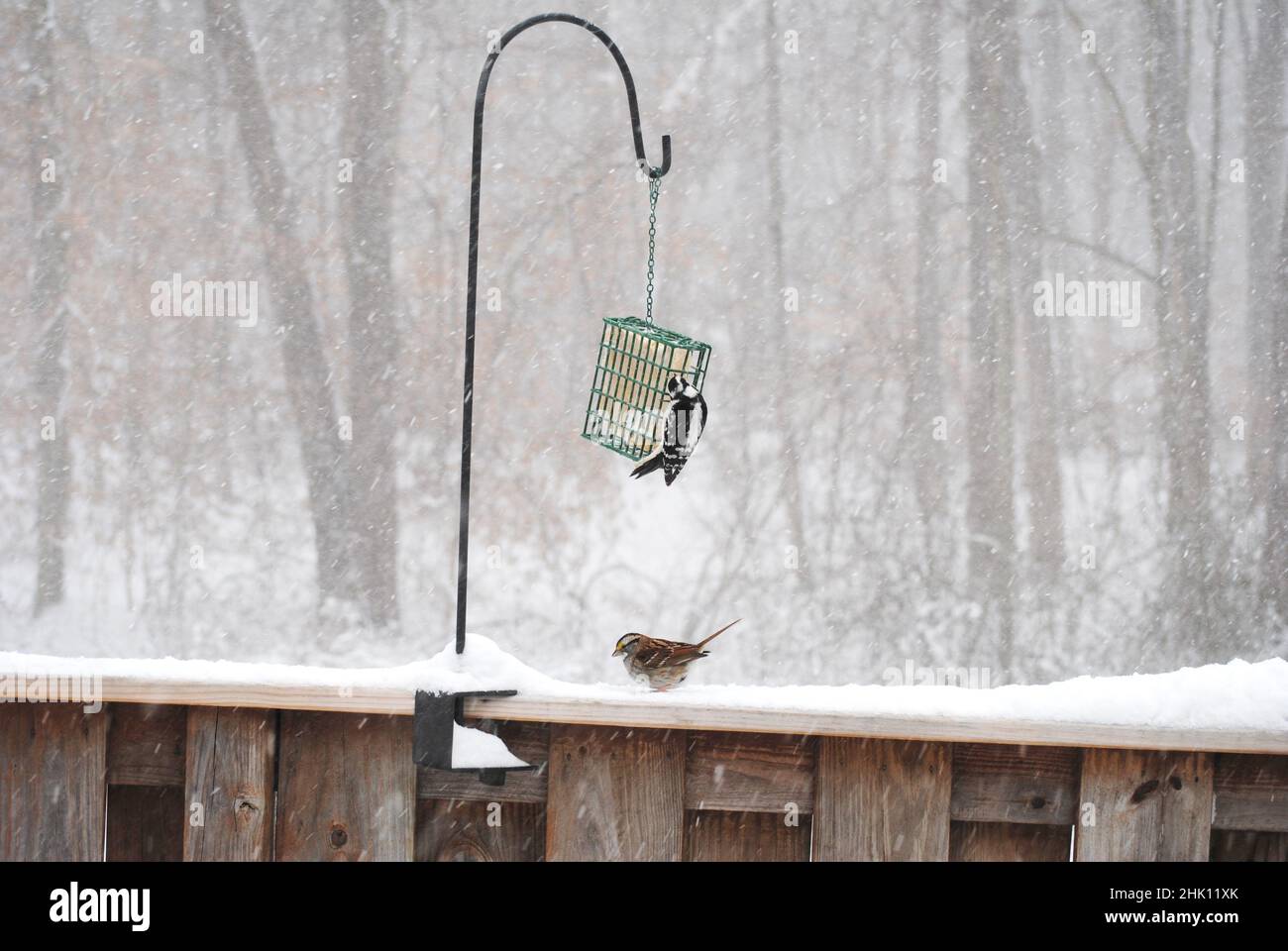 Downy Woodpecker and a White Throated Sparrow Feeding on Suet During a Snowstorm Stock Photo