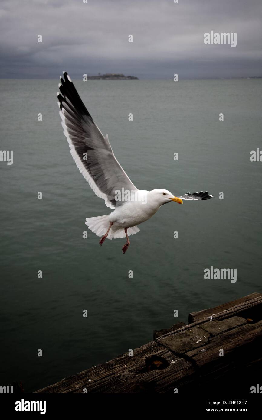 A Seagull at Ford Point Wharf, with Alcatraz in the background, San Francisco, California Stock Photo