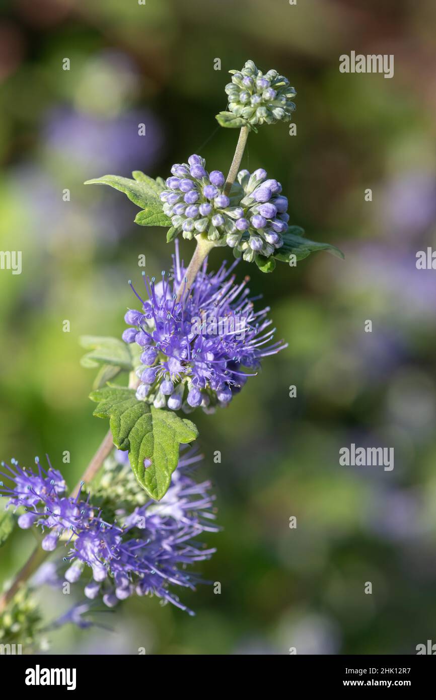 Caryopteris incana hi-res stock photography and images - Alamy