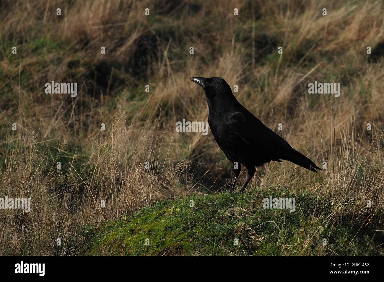 Carrion Crow Corvus corone Stock Photo