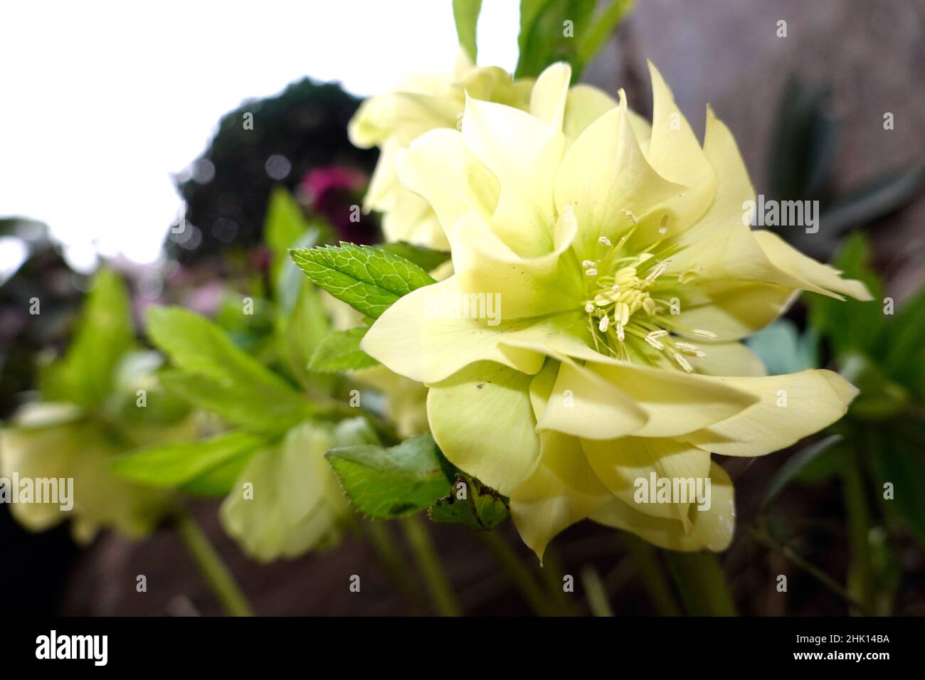 Nieswurz (Helleborus sp.), auch Christrosen, Schneerosen oder Lenzrosen