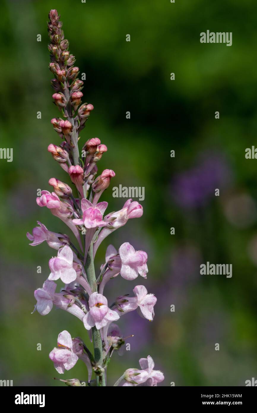 Close up of a pink toadflax (linaria purpurea) flower in bloom Stock Photo