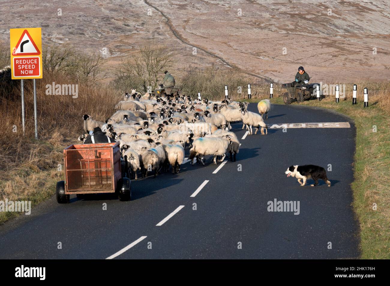 Shepherds and a dog drive a flock of Swaledale sheep along the road at Selside, Ribblesdale, Yorkshire Dales National Park. Stock Photo