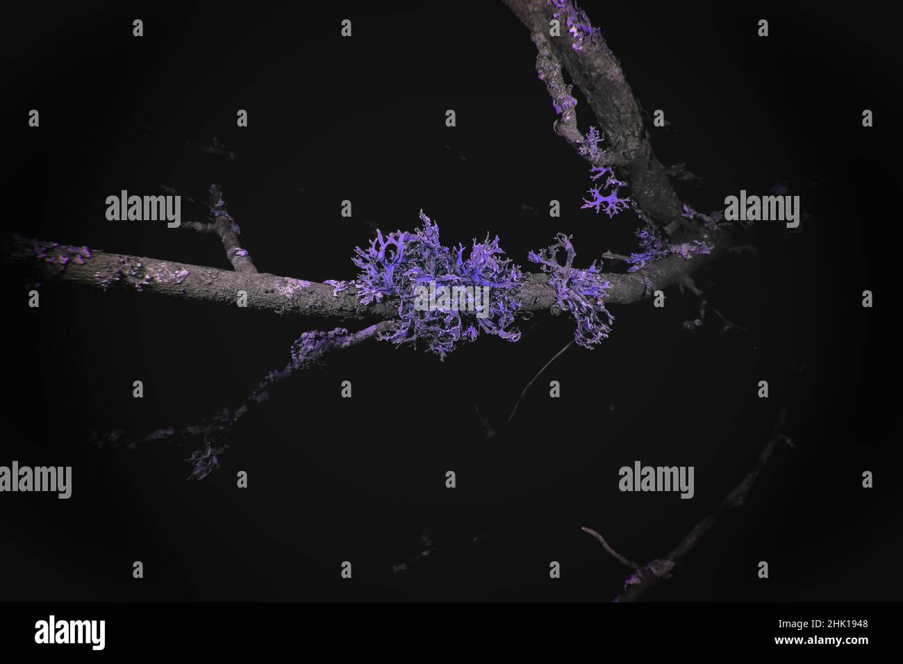 Ultraviolet Macro of Lichen growing on branches Stock Photo