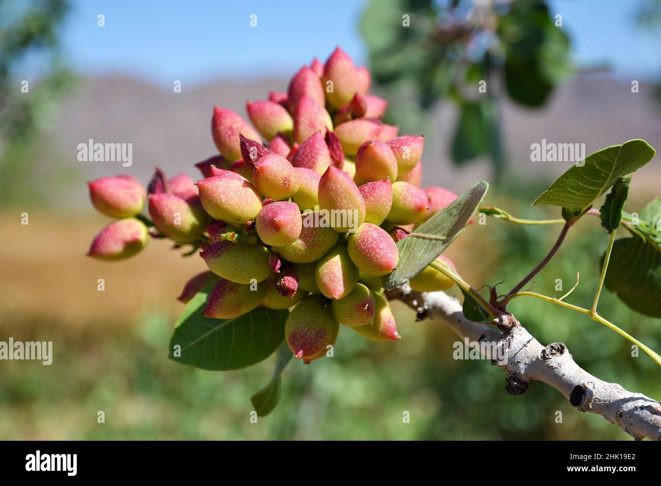 Pistachios on a tree branch in the Kharanagh region of Iran Stock Photo -  Alamy