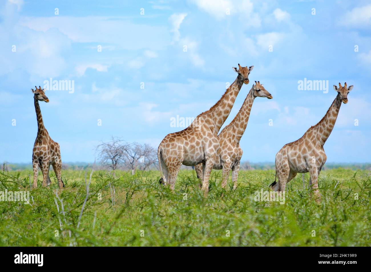 Group giraffes in bush in hi-res stock photography and images - Alamy