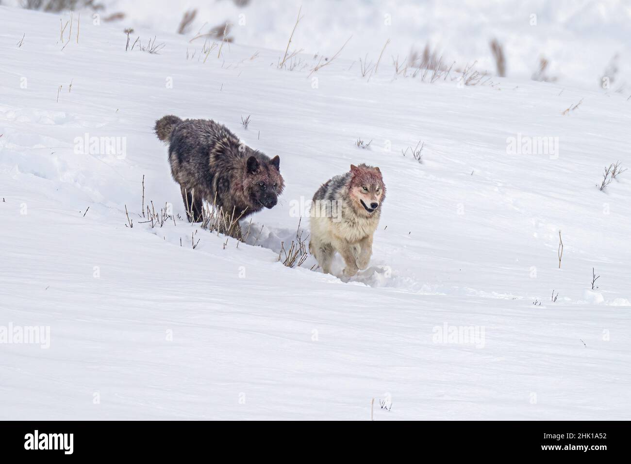 Black and Grey wolves in snow Stock Photo - Alamy