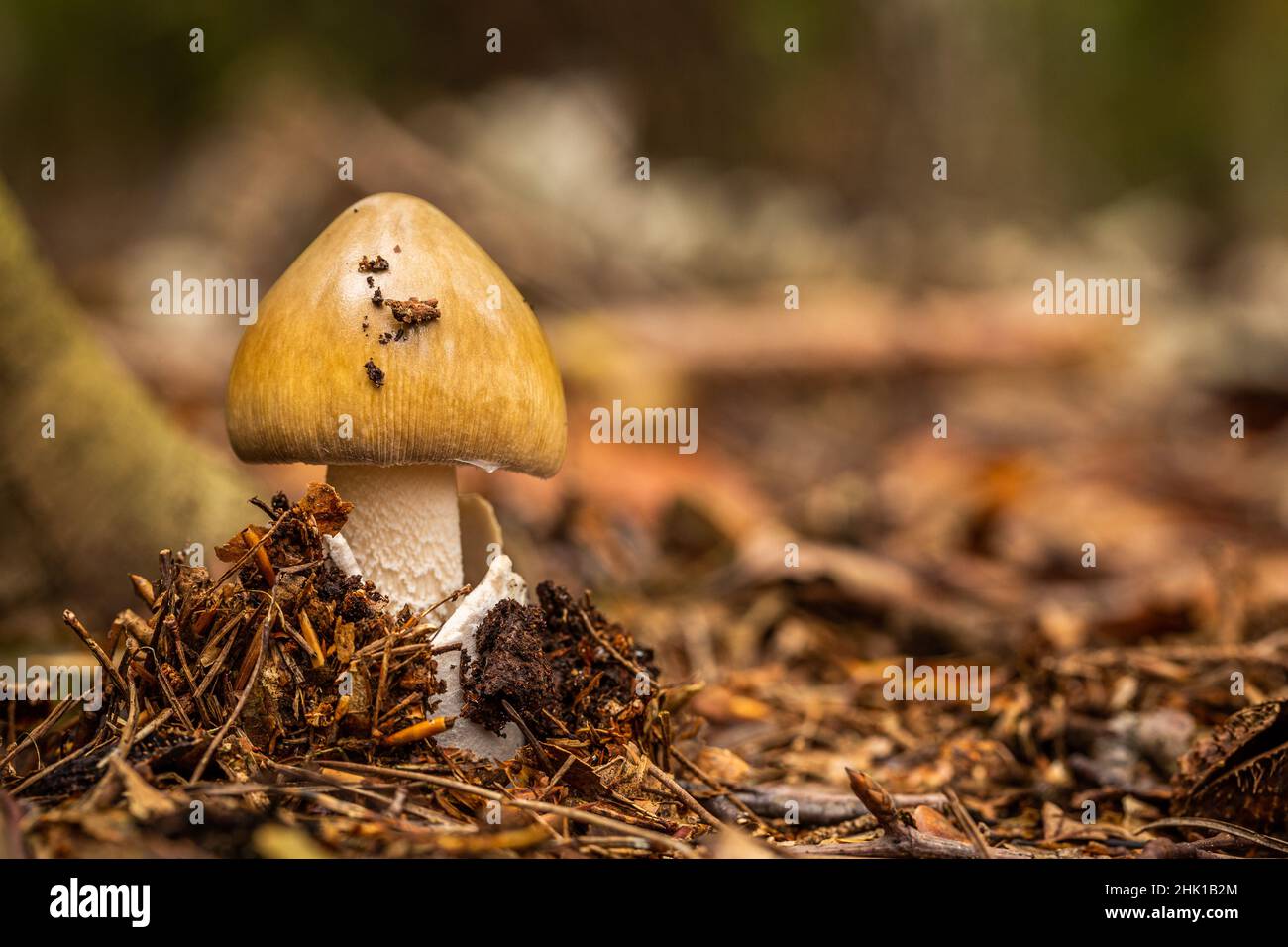 Tawny Grisette on forest floor Stock Photo
