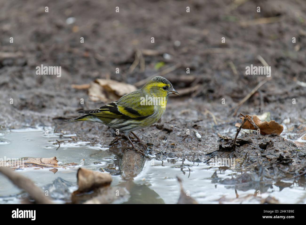 Siskin, Carduelis spinus, single bird by water, Warwickshire, January 2022 Stock Photo