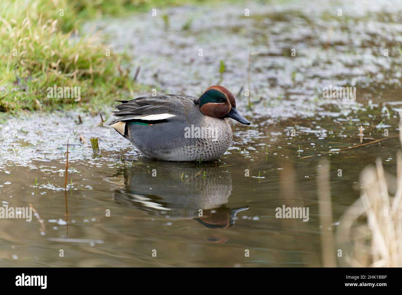 Teal, Anas crecca, single male by water, Gloucestershire, January 2022 Stock Photo