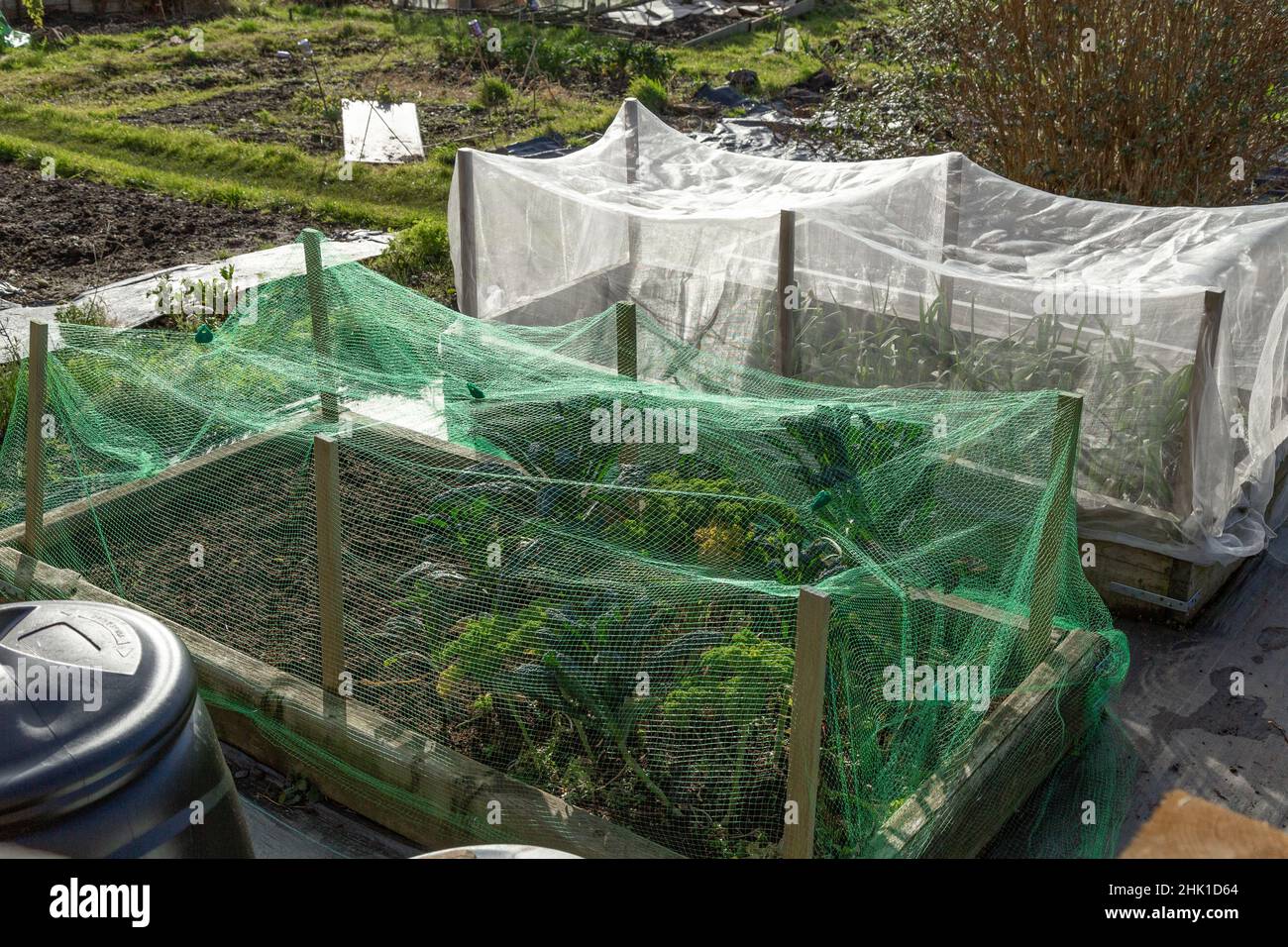 Wooden raised vegetable bed protected by netting on an allotment in