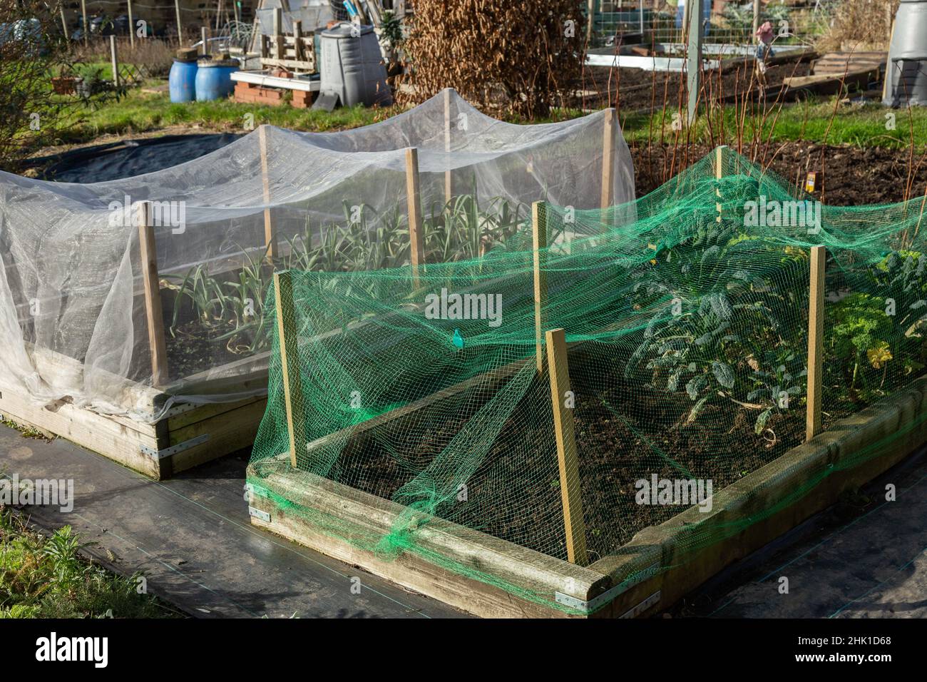 Wooden raised vegetable bed protected by netting on an allotment in