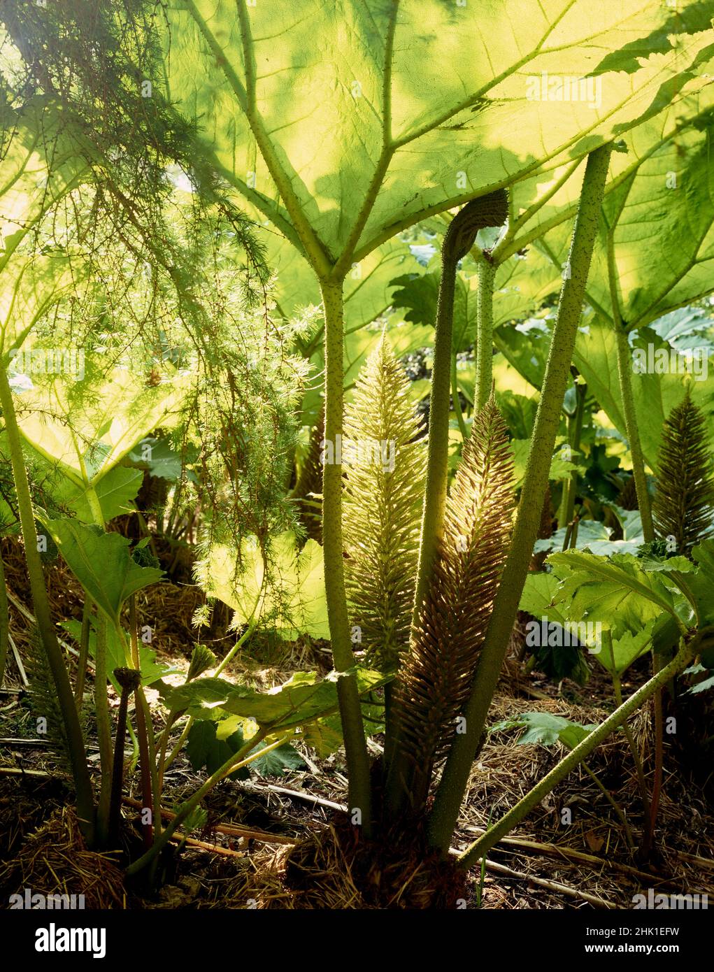 Stunning Gunnera plant in good light, natural close-up plat portrait Stock Photo