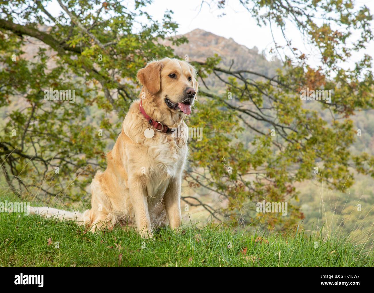 Golden Retriever sitting in a field with a tree branch behind her and hills  behind that in the distance Stock Photo - Alamy