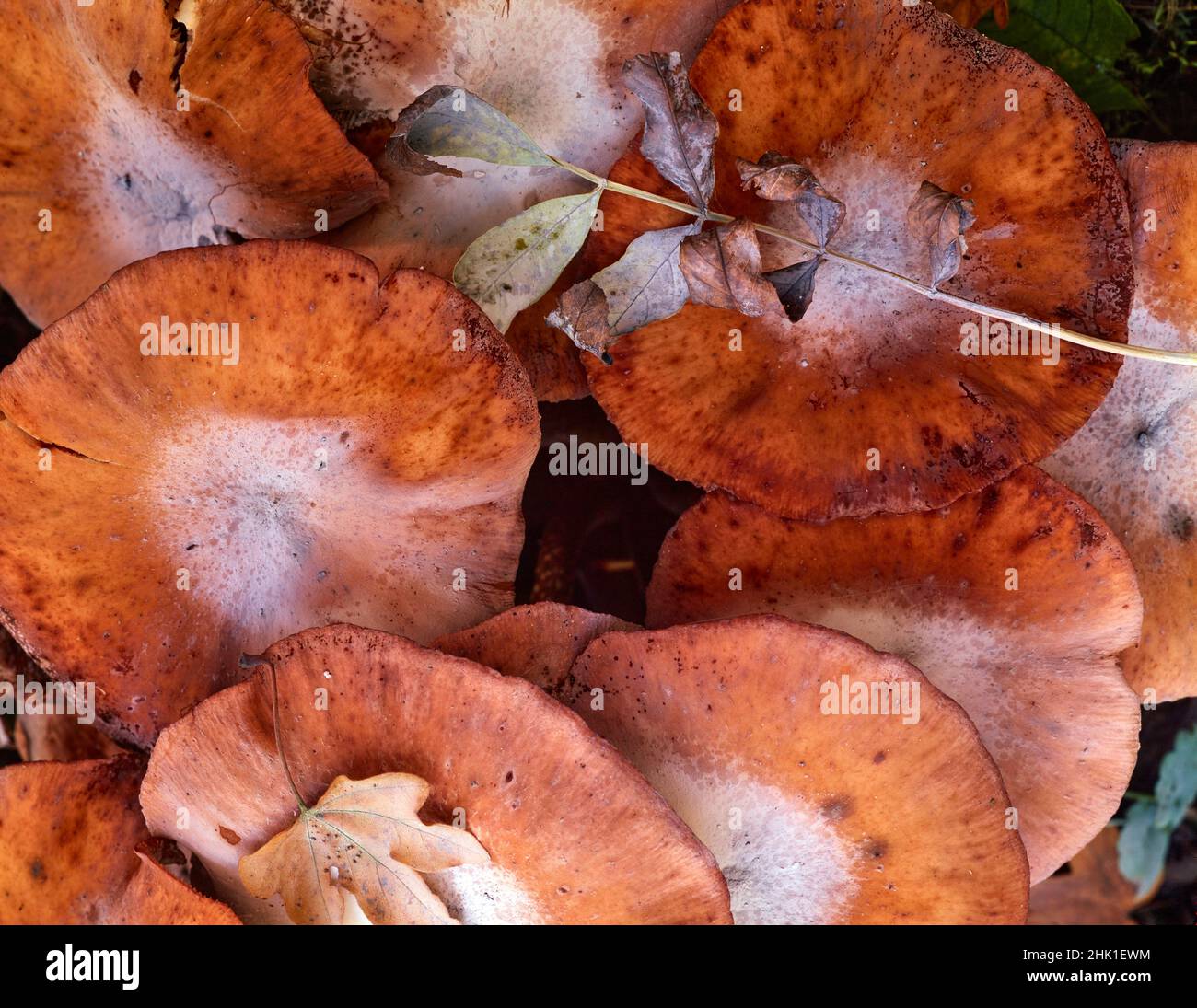 Choas, abstract patterns and textures in nature and the environment ...