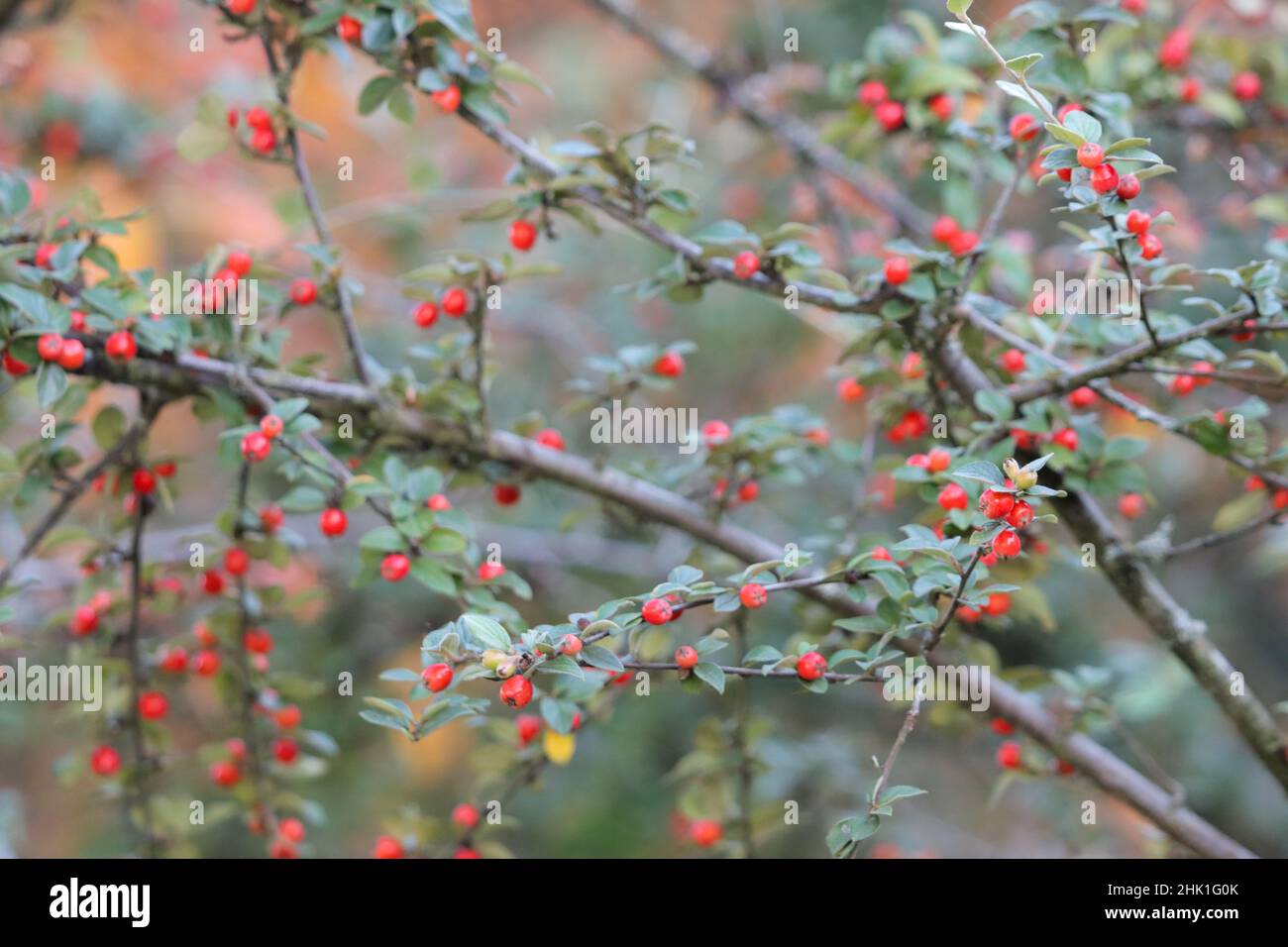 Tree of Cotoneaster with small red berries, Elsenfeld, Bavaria, Germany Stock Photo