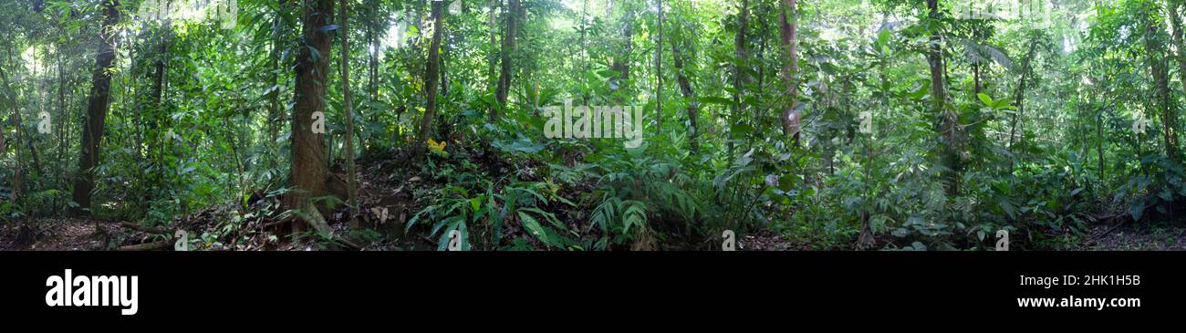 Panorama of green rainforest deep inside the Parque Nacional Corcovado in Costa Rica. Stock Photo