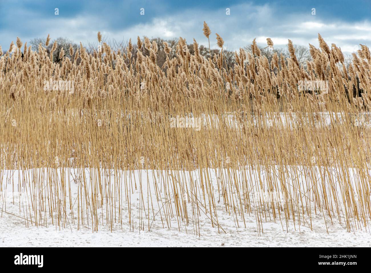 Dried brown beach grass in the snow Stock Photo