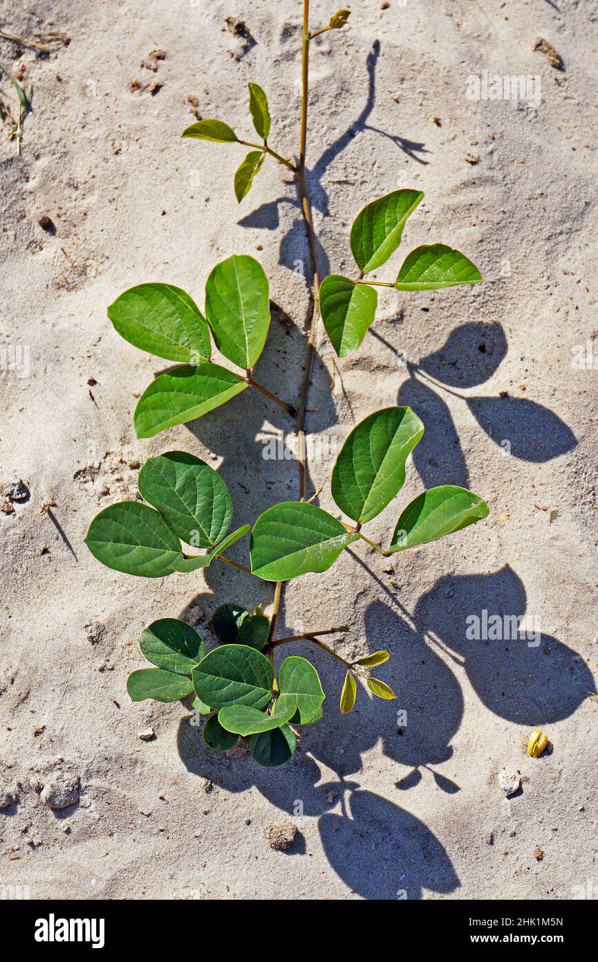 Beach bean plant (Carnavalia rosea) Stock Photo