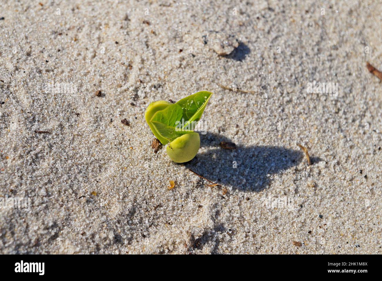 Beach bean plant germination (Carnavalia rosea) Stock Photo