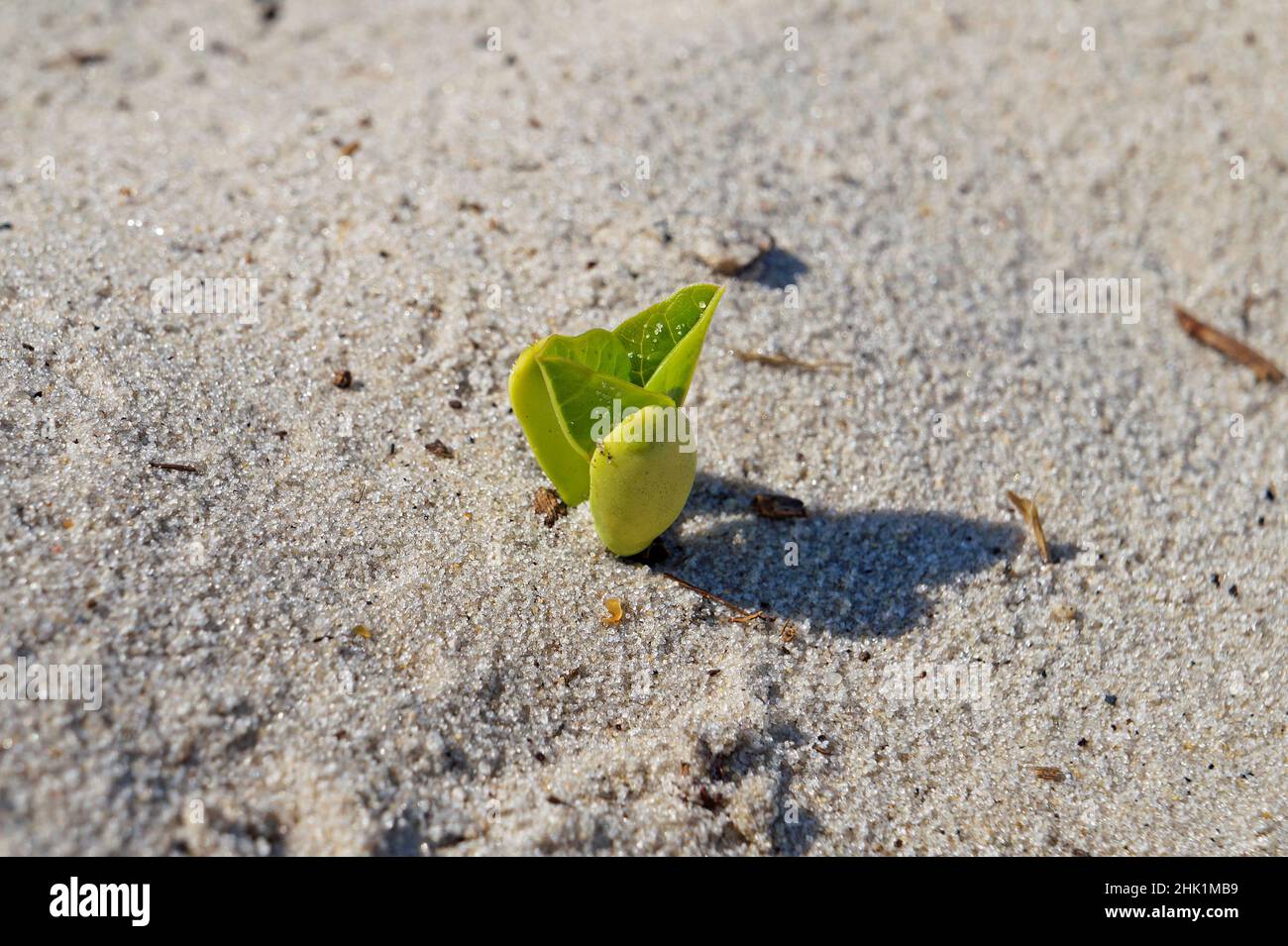 Beach bean plant germination (Carnavalia rosea) Stock Photo
