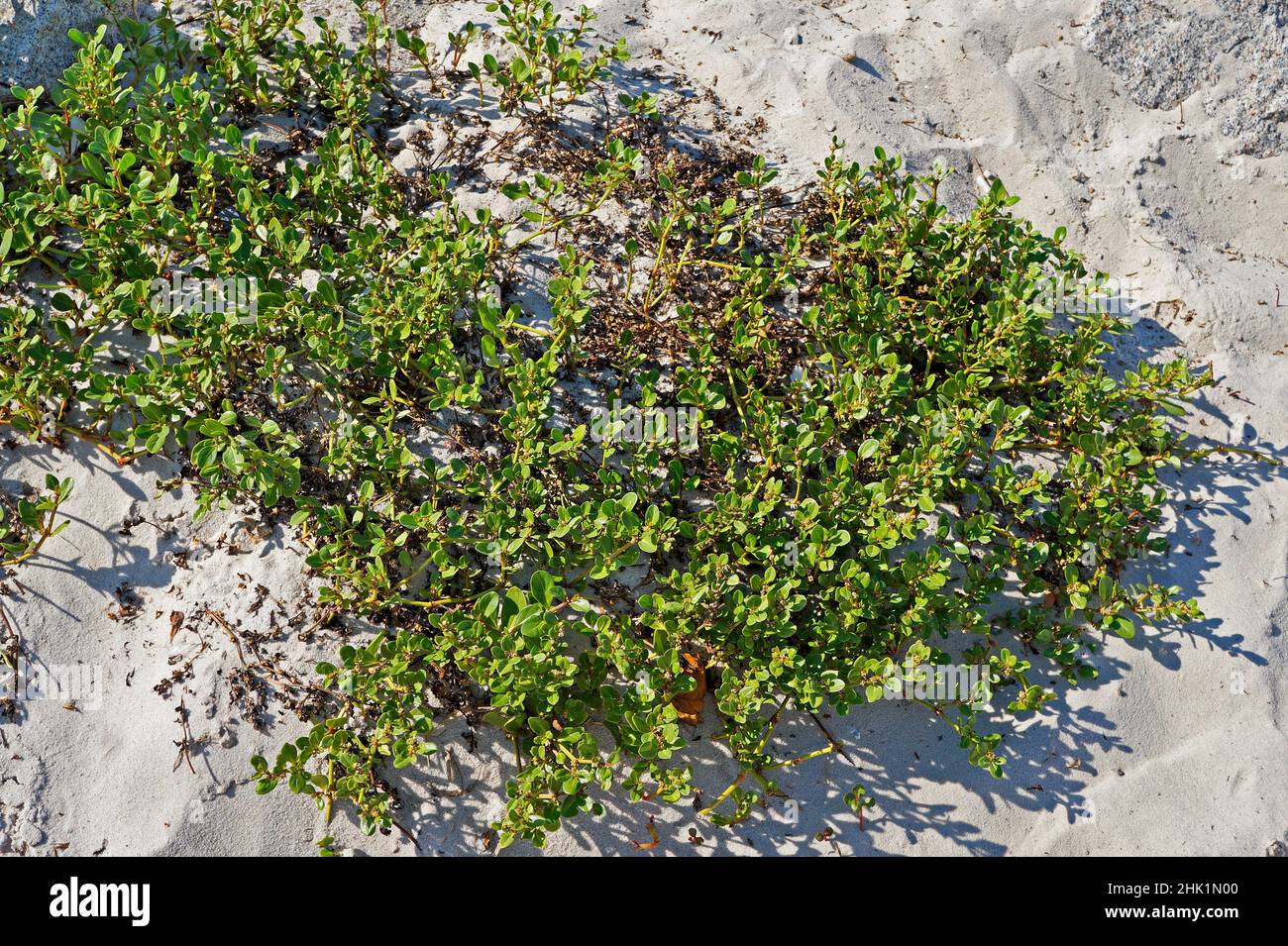 Native plant in the beach, Barra da Tijuca, Rio Stock Photo