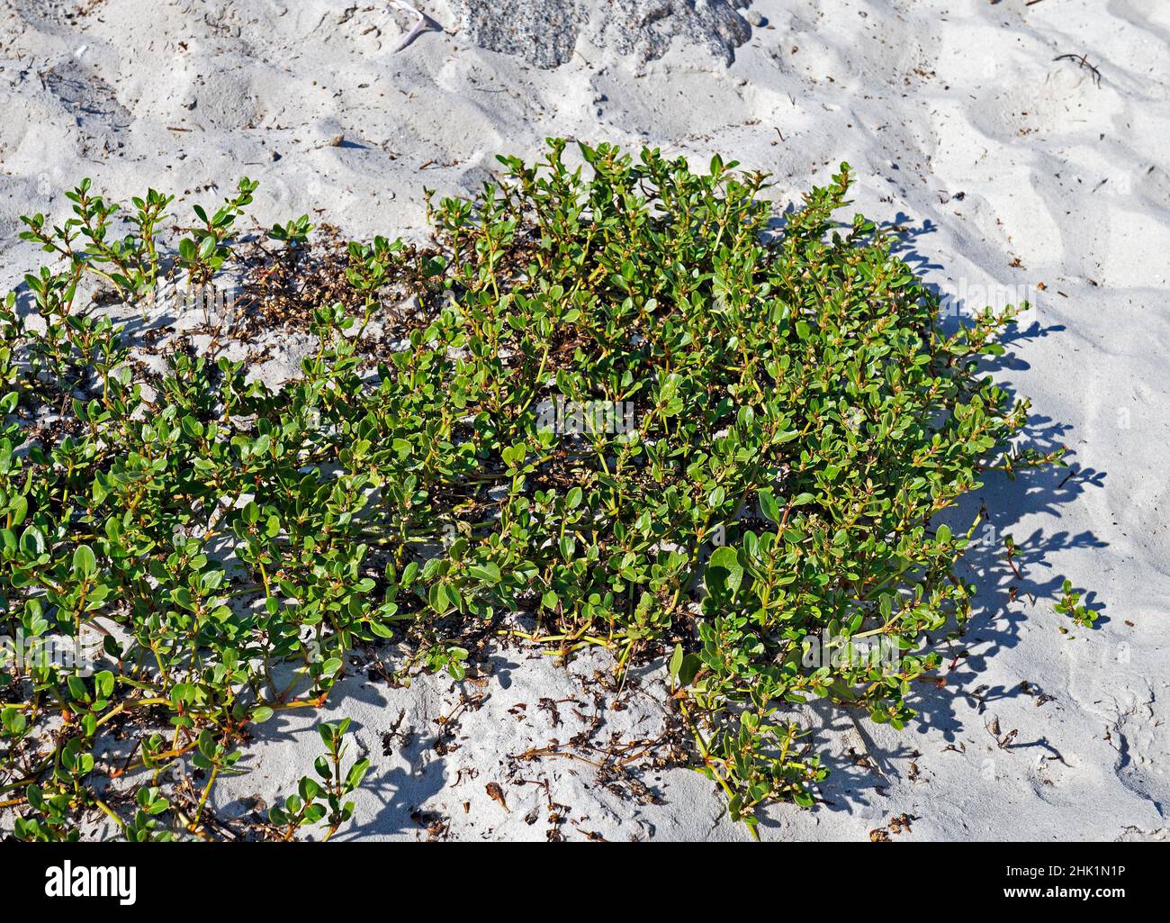 Native plant in the beach, Barra da Tijuca, Rio Stock Photo