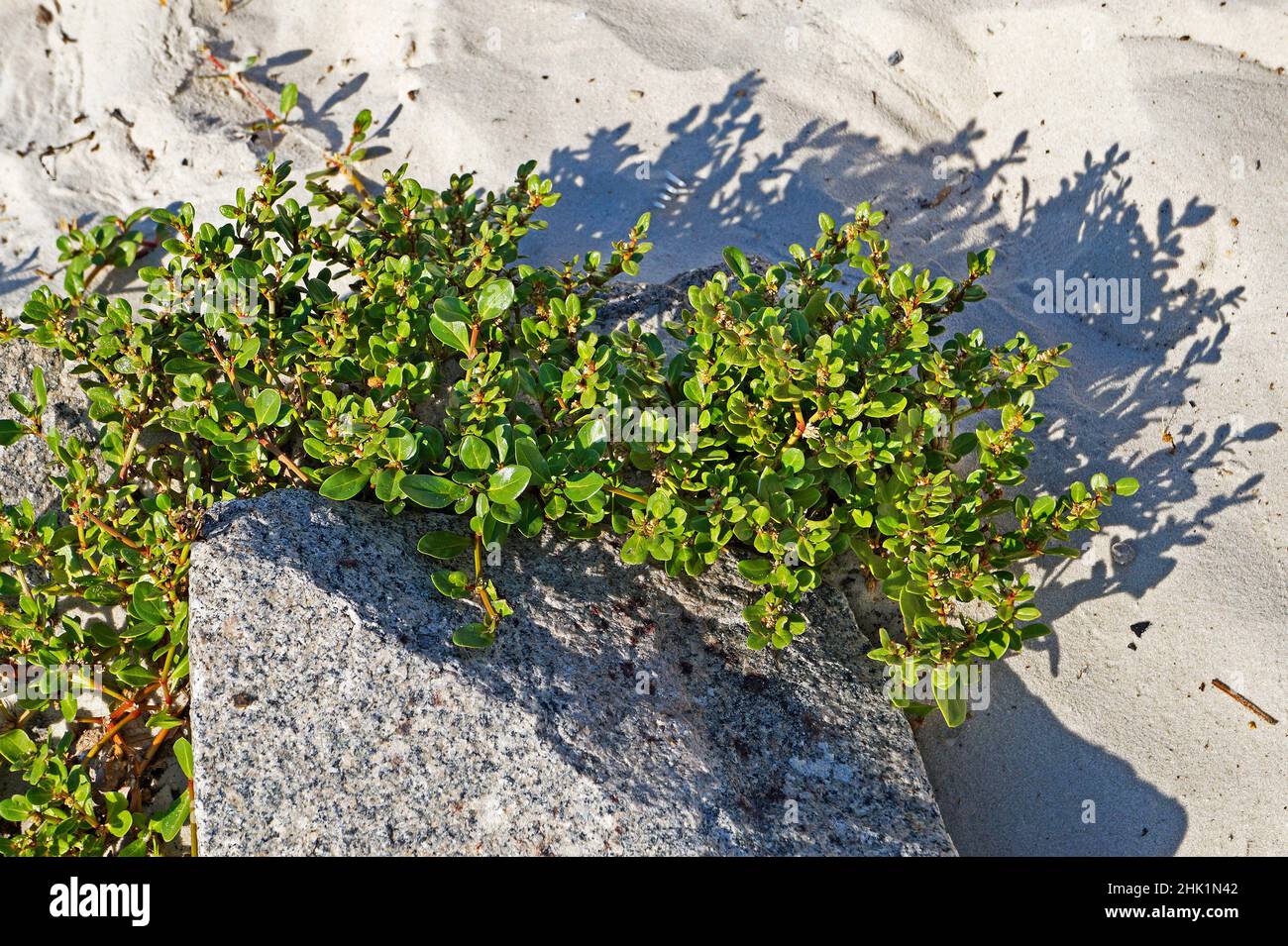 Native plant in the beach, Barra da Tijuca, Rio Stock Photo