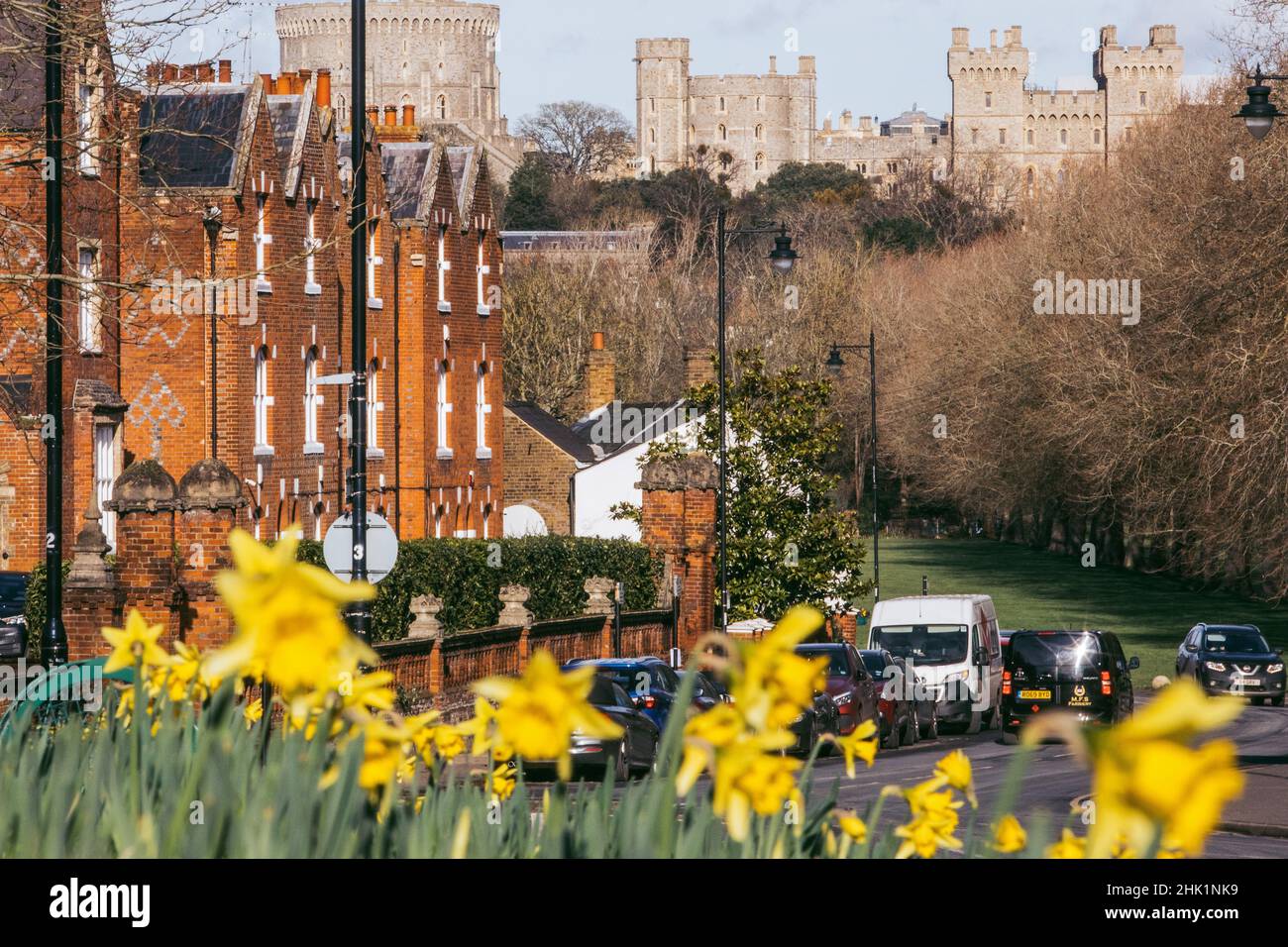 Windsor, UK. 1st February, 2022. Daffodils are pictured in flower against a backdrop of Windsor Castle. London and South-East England have been experiencing a spell of unseasonably warm weather in recent days. Credit: Mark Kerrison/Alamy Live News Stock Photo