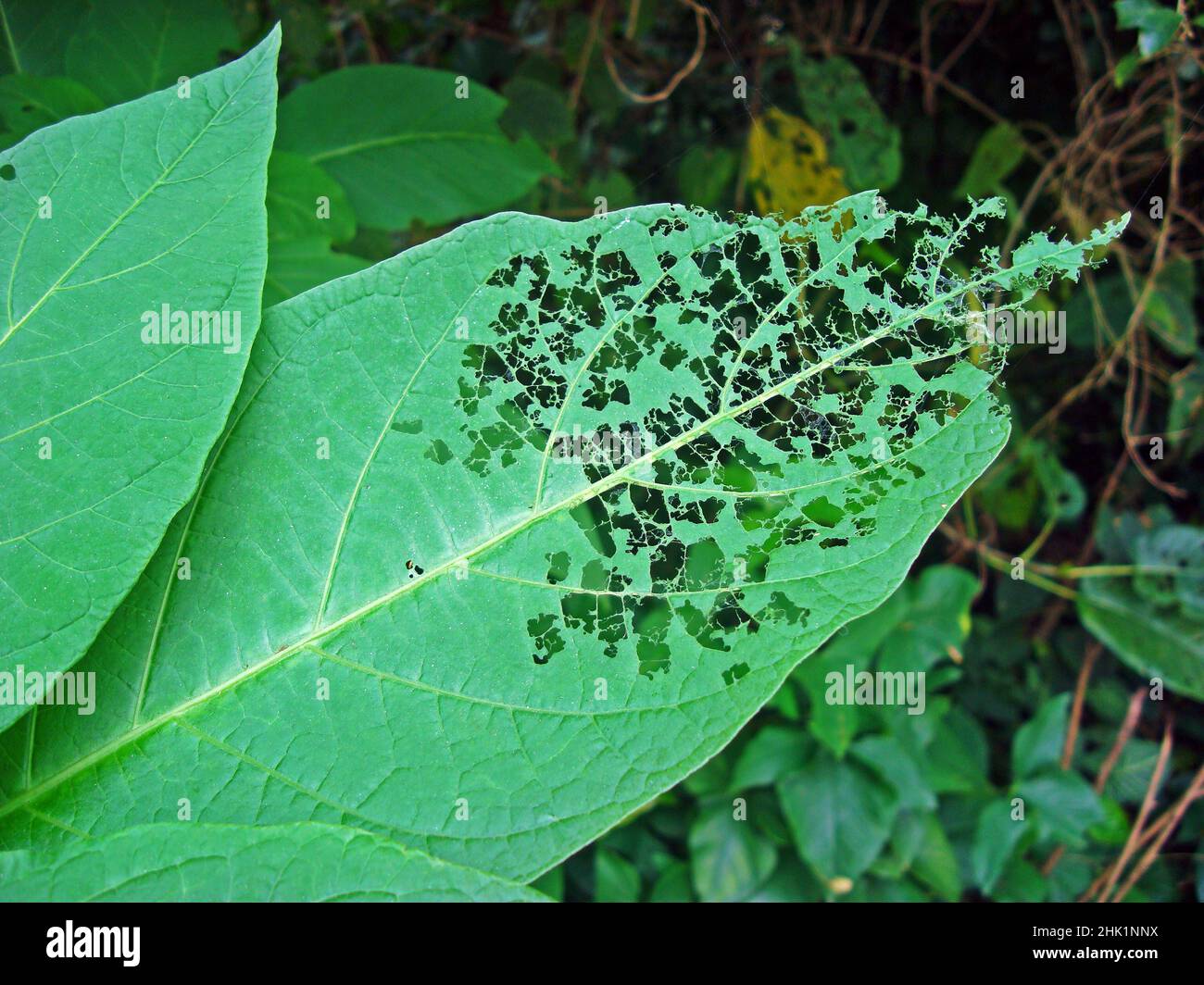 Green leaf eaten by caterpillars Stock Photo