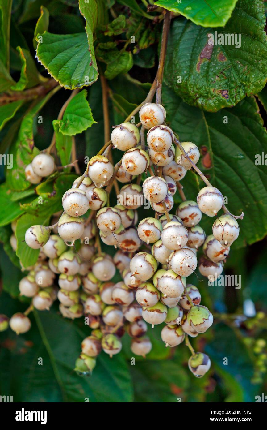 Wild berries (Cordia superba) on tropical rainforest Stock Photo